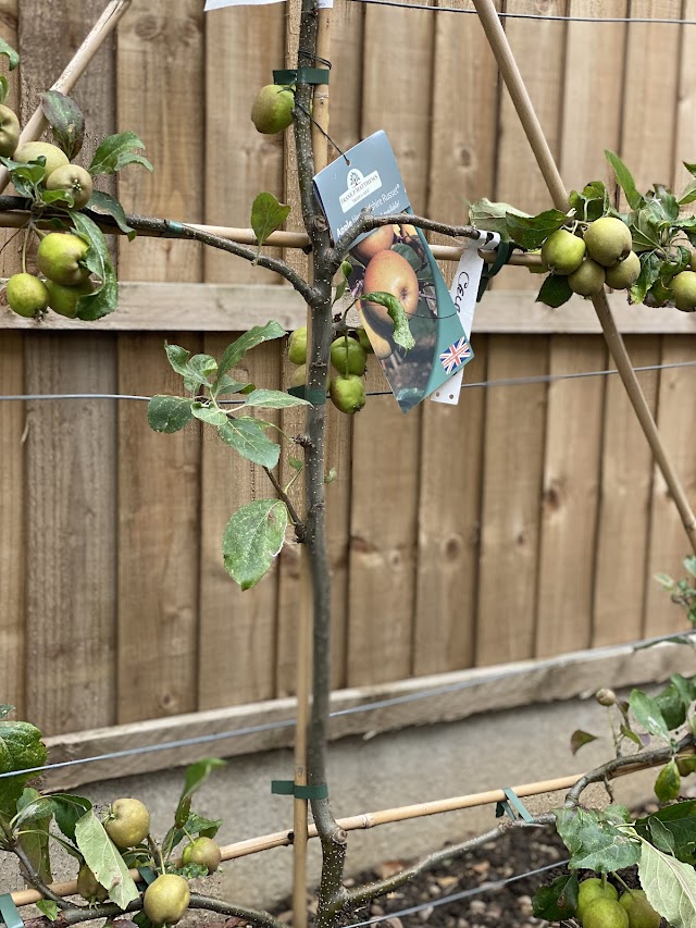 Brookfields Apple Trees 1.jpg